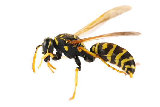 Common wasp, Vespula vulgaris, European or common yellow-jacket isolated on white