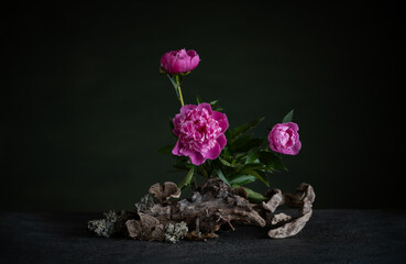 Graceful peonies, radiating elegance and tenderness, with branches and snags. A harmonious...