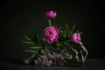 Graceful peonies, radiating elegance and tenderness, with branches and snags. A harmonious combination of the beauty of nature and artistic skill.