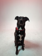 dog against white background