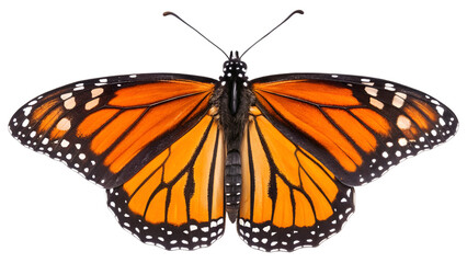 Obraz premium Monarch butterfly wings close up macro orange and black beautiful insect nature wildlife lepidoptera detail isolated on transparent background