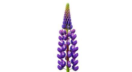 A striking image of a single, beautiful purple lupine flower in full bloom.