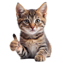 Obraz premium Adorable tabby kitten with brown and black stripes giving a thumbs up gesture isolated on a transparent background