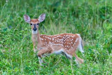 White Tailed Fawn
Lake Erie Metro Park
Michigan