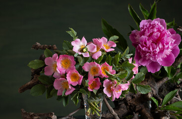 wild rose, peonies, floral contrast, thorns, softness, phytodesign, artistic composition, botanical...