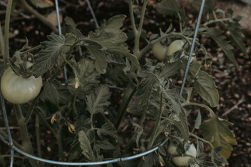 fresh vegetables in a garden