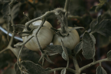 little green tomato growth