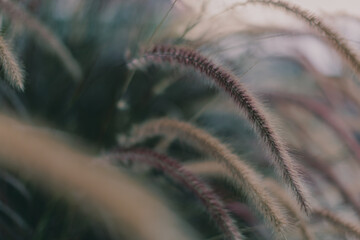 ears of grass on a leaf