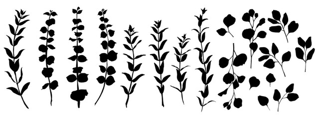 Eucalyptus leaves and branches. Vector silhouette of wild meadow herbs and flowers. Natural black grass border on white background. Perfect for botanical design, print, cards, posters