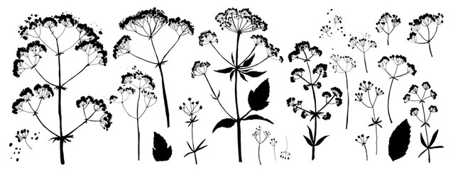 Vector silhouette of wild meadow herbs and flowers. Natural black grass border on white background. Perfect for botanical design, print, cards, posters, eco packaging, and decorative elements.