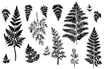 Vector silhouette of wild meadow herbs and flowers. Natural black grass border on white background. Perfect for botanical design, print, cards, posters, eco packaging, and decorative elements.