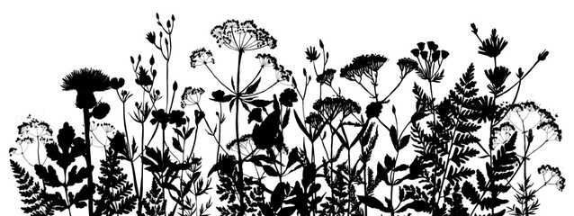 Vector silhouette of wild meadow herbs and flowers. Natural black grass border on white background. Perfect for botanical design, print, cards, posters, eco packaging, and decorative elements.
