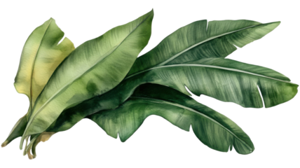 Bouquet of fresh bay leaves aromatic herb bunch culinary greenery for cooking isolated on white background