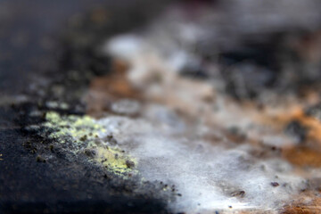 Close-up a vivid and intricate fungal colony growing on a decaying surface. A variety of mold...