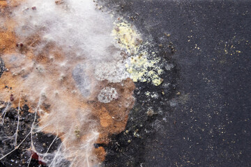 Close-up a vivid and intricate fungal colony growing on a decaying surface. A variety of mold species  white cotton-like mycelium strands to dark, spore-laden patches and rusty orange growths. © pjjaruwan