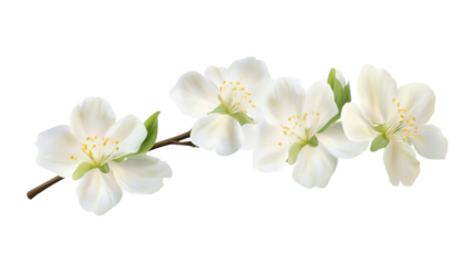 Three white flowers on a single branch with delicate stalk showcasing natural elegance on white background
