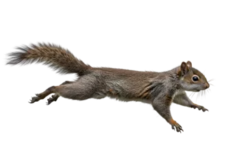 Keuken achterwand Eekhoorn Eastern Gray Squirrel in Motion: Crisp Photo of a Running Squirrel  © nimraahtesham