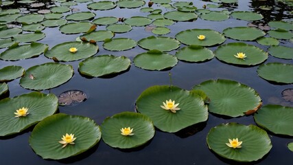 Floating Yellow Lilies Bloom on Large Green Leaves in a Serene Pond During a Calm Afternoon Under a Bright Blue Sky