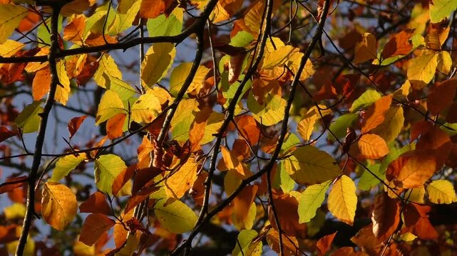 Colourful Leaves of the European beech (Fagus sylvatica) on a Tree on a Sunny Autumn Day