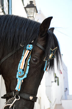 Fiestas patronales de Menorca el caballo menorqu&iacute;n todo un espect&aacute;culo
