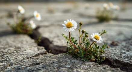 Daises emerge from a cracked concrete surface, small and determined, against a muted backdrop