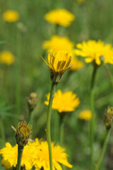 Yellow dandelions in the meadow, closeup of photo