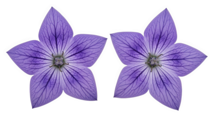 Two vibrant purple balloon flowers present a symmetrical design against a black backdrop showcasing floral beauty and detail, transparent background