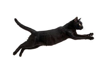 Black Cat in Mid-Air: A Dynamic Leap