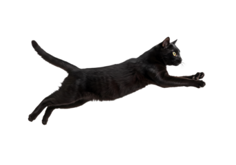 Black Cat in Mid-Air: A Dynamic Leap