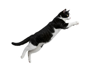 Majestic Tuxedo Cat in Mid-Air Leap: Stunning Animal Photography