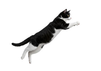 Majestic Tuxedo Cat in Mid-Air Leap: Stunning Animal Photography