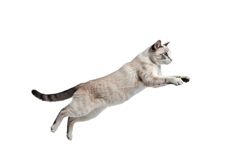 Stunning Photo of a Cat in Mid-Leap: Perfect for Pet-Related Projects