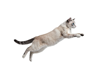 Stunning Photo of a Cat in Mid-Leap: Perfect for Pet-Related Projects