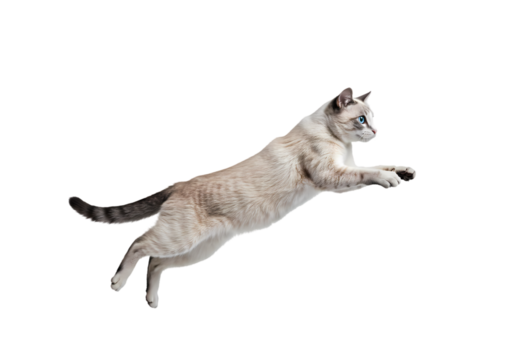 Stunning Photo of a Cat in Mid-Leap: Perfect for Pet-Related Projects
