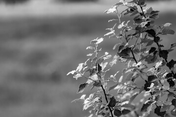 Soft focus on leaves creating a peaceful monochrome botanical scene