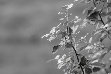 Delicate leaves growing on branch in black and white