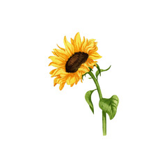 watercolor hand drawn sunflower.
sunflower on transparent background. flower for postcard, invitations.