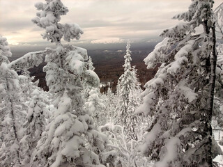 Winter trees in snow after snowfall