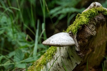 Birch polypore mushroom growing on fallen tree trunk in forest