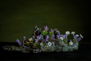 butterfly on a flower