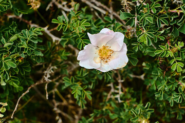 Delicate wild rose blooming among thorns on Big Chimgan slopes, Uzbekistan, July 2025