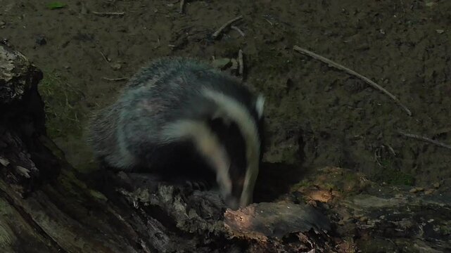 European Badger Cub (Meles meles) Feeding At Dusk By Its Sett In A Woodland, UK