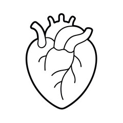 Human Lungs Line Drawing Vector