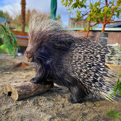 Crested Porcupine on Outdoor Path