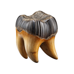 Fototapeta premium Fossilized megalodon tooth isolated on transparent background