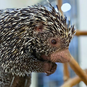 Close-Up of Prehensile-Tailed Porcupine