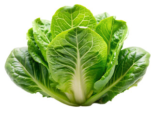 Fototapeta premium Fresh green romaine lettuce leaves isolated on a transparent background cos lettuce green leaves, PNG