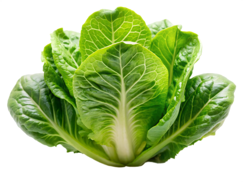 Fresh green romaine lettuce leaves isolated on a transparent background cos lettuce green leaves, PNG