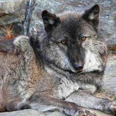 Fototapeta premium Gray Wolf Resting on Rock