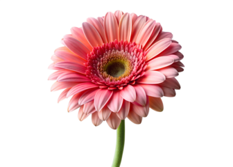 Single pink gerbera daisy isolated on transparent background